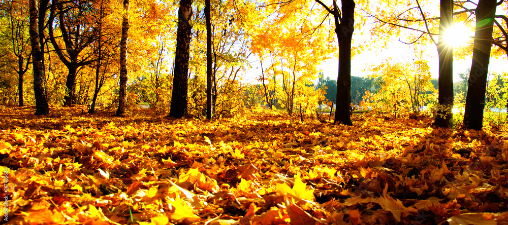 Obraz premium autumn trees on sun