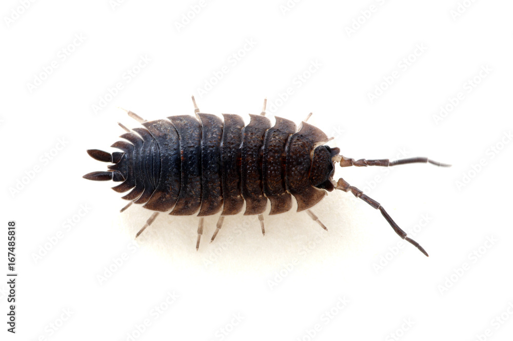 Woodlouse isolated on white