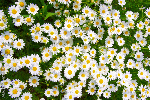 Fototapeta Naklejka Na Ścianę i Meble -  White camomiles on green field