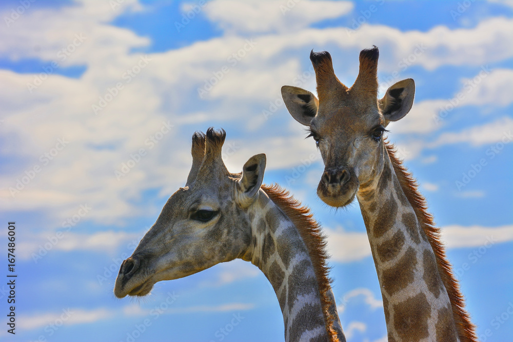 Obraz premium Namibia Okonjima game reserve giraffe