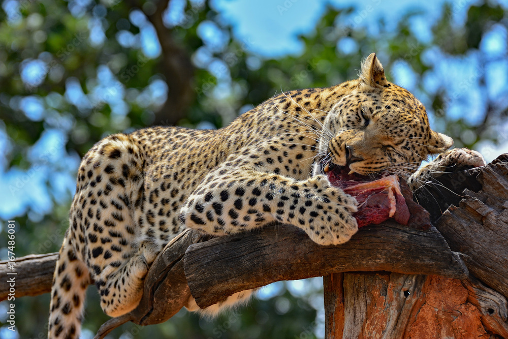 Namibia Okonjima game reserve leopard Namibia Okonjima game reserve leopard