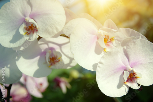Fototapeta Naklejka Na Ścianę i Meble -  Orchid flower in garden