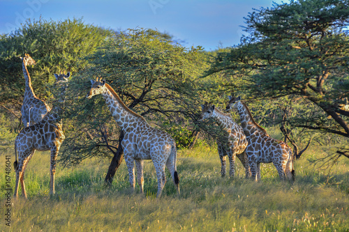 Photography Namibia Okonjima game reserve giraffe