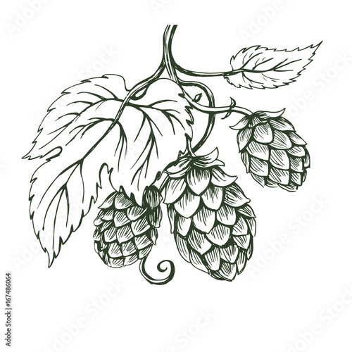 Outline vector sketch of hops branch
