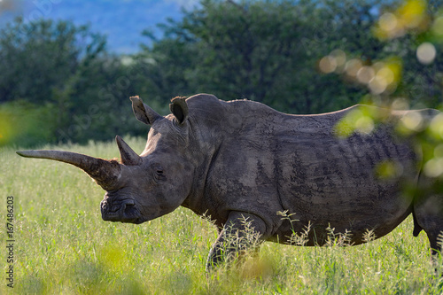 Foto Namibia Ongava game reserve white rhinozeros with calf