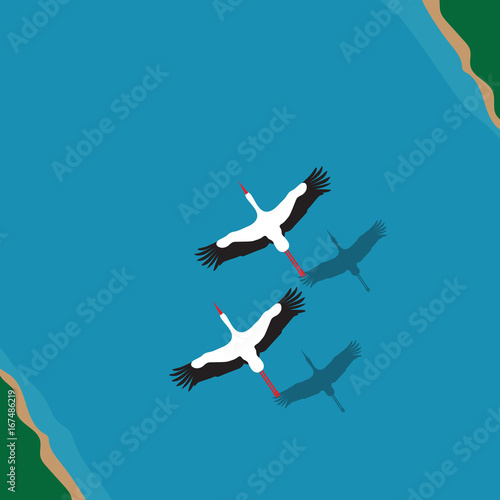 A pair of storks flying over the river, aerial top view, a love story.