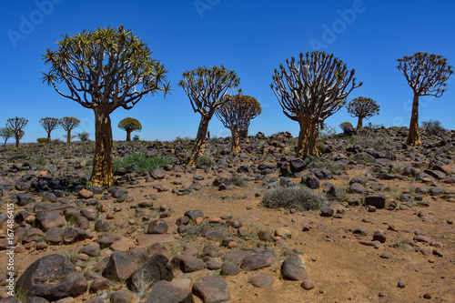 Namibia Quiver tree forest photo