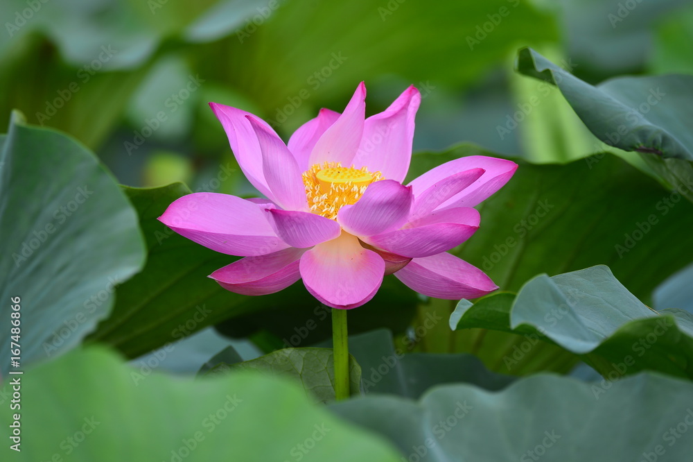 lotus lotus
