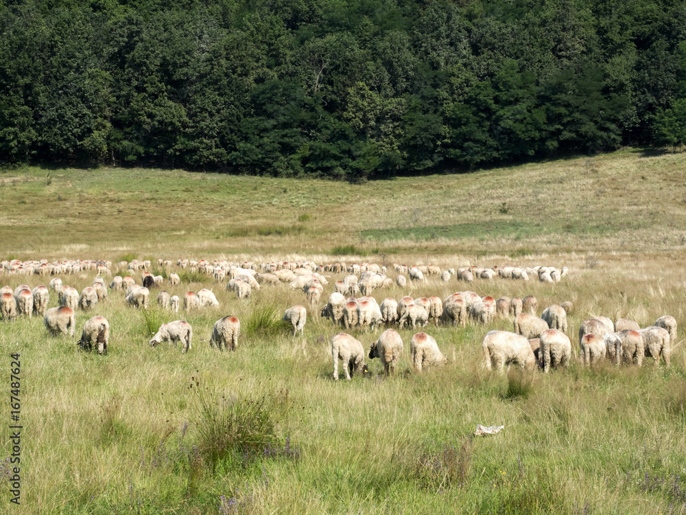 Herd of sheep for grazing, Romania