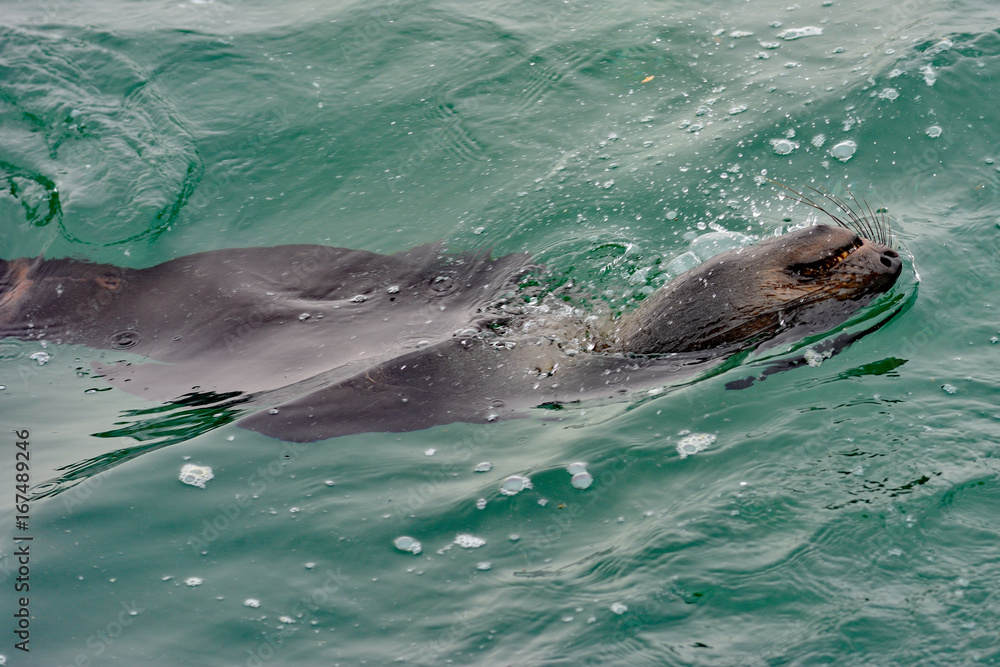 Naklejka premium Namibia Walvis Bay seals