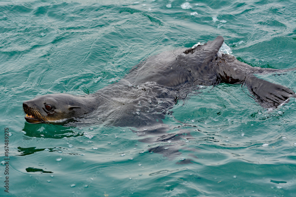 Obraz premium Namibia Walvis Bay seals