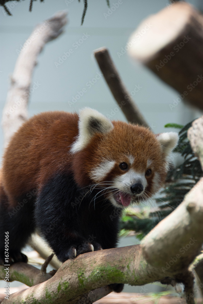 Red panda bear on tree Red panda bear on tree