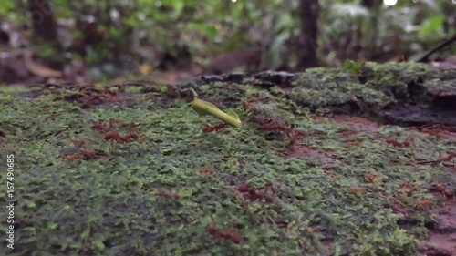 Leaf cutter ants march through a tree branch. Close up, detail, Slow Motion. Rainforest, Amazons, Ecuador. photo