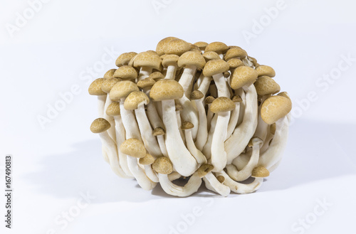Mushroom "Cyclocybe aegerita" isolated on white background