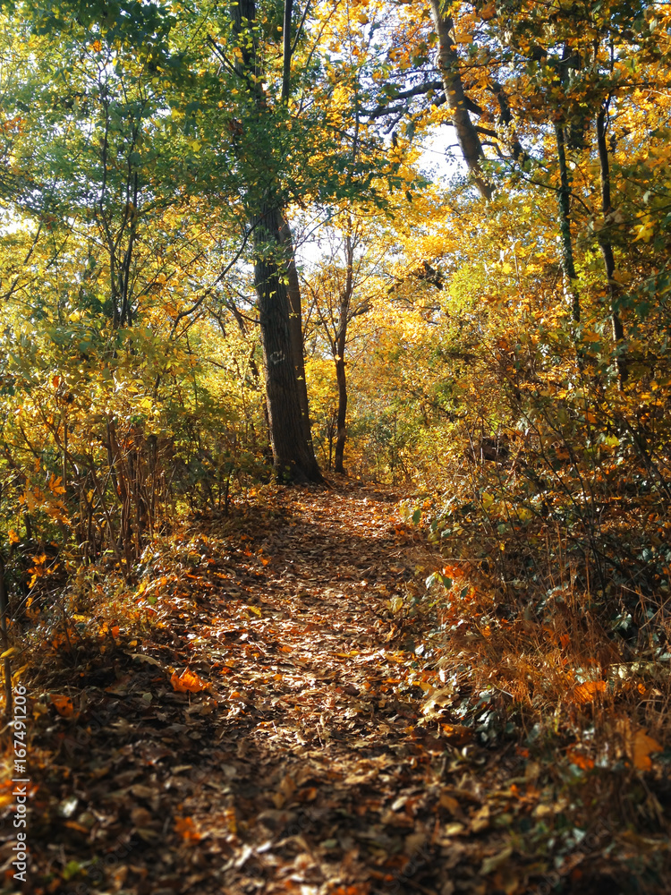 Fototapeta premium Trampelpfad im herbstlichen Wald