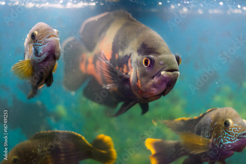 Large aquarium fish Astronotus surrounded by fish of the species of Akar