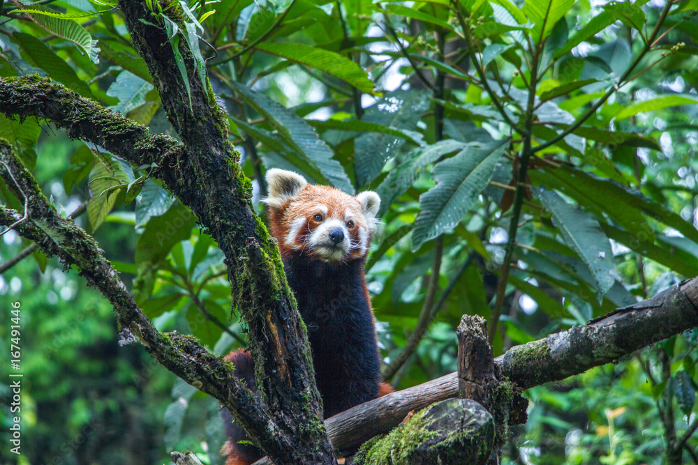 Fototapeta premium Red Panda - Darjeeling, India