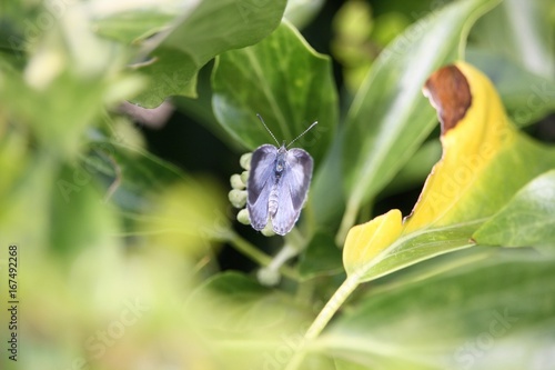 Quercusia quercus  photo