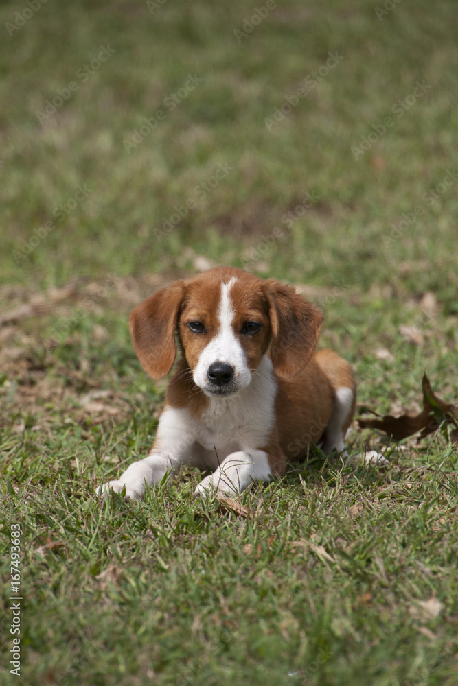 Adorable brown puppy laying in green grass.