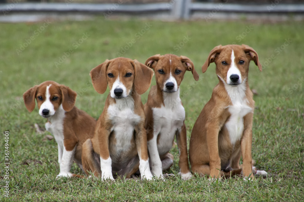 Adorable, alert puppies sitting in a field of green grass.