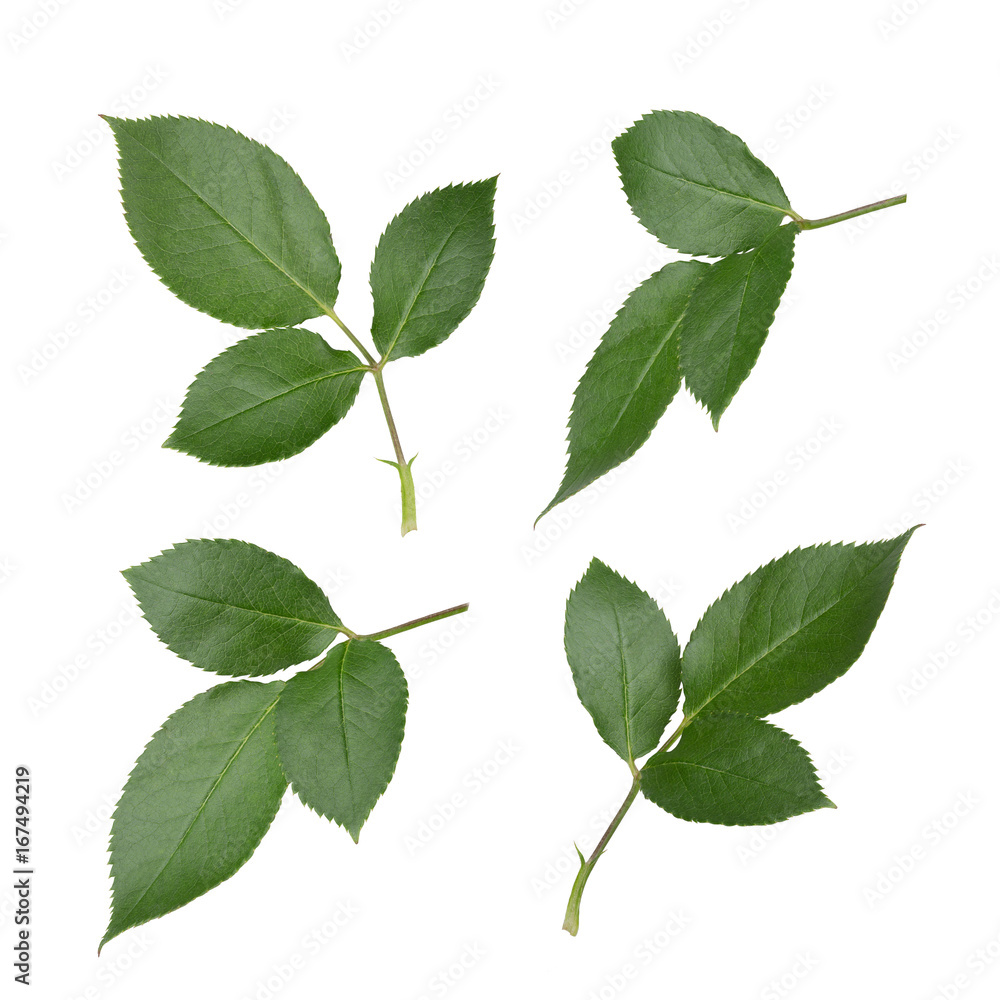 Fototapeta premium Zestaw liści róży. Szczegółowy retusz