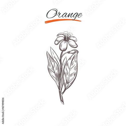 Orange. Vector collection in sketch style. Isolated objects. Natural herbs and flowers. Beauty and Ayurveda. Organic cosmetics
