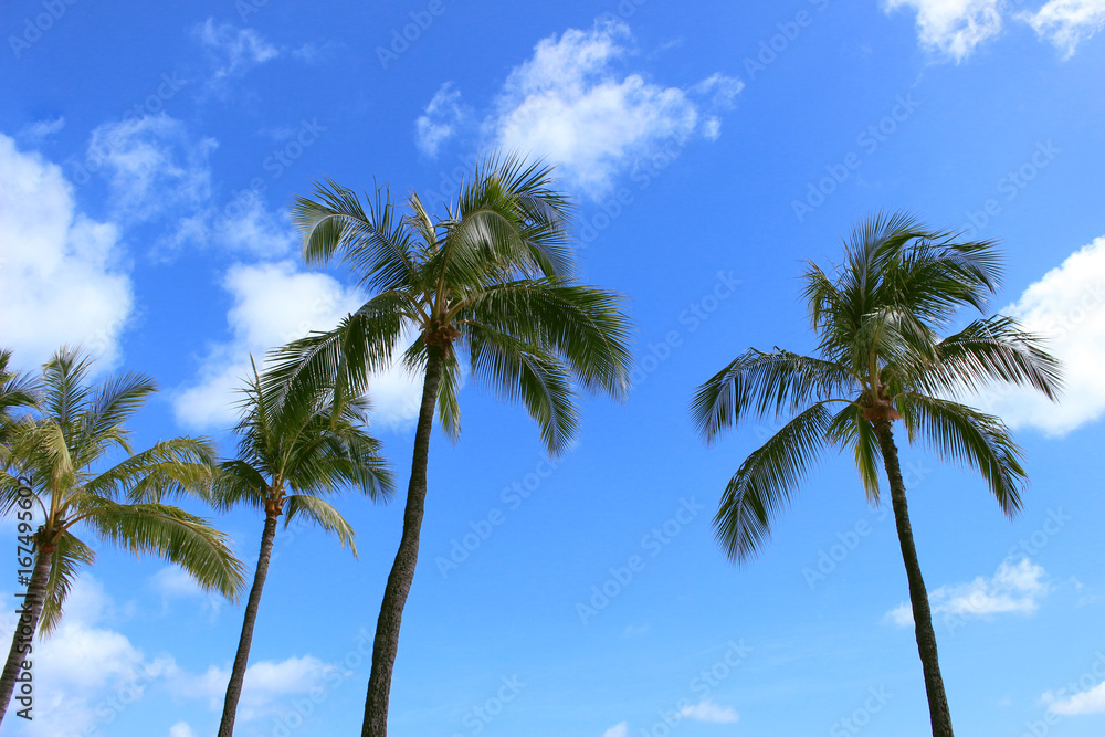 青空と椰子の木　ハワイ　オアフ島