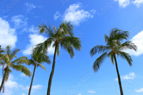 青空と椰子の木 ハワイ オアフ島