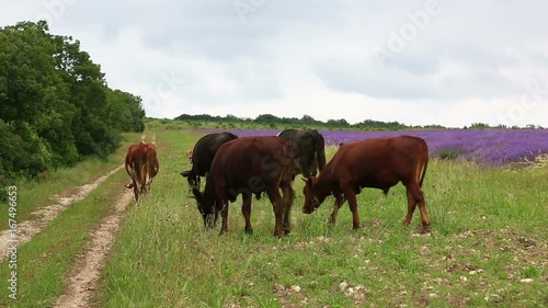 Cows and bullheads go along a rural road against the backdrop of a lavender field photo