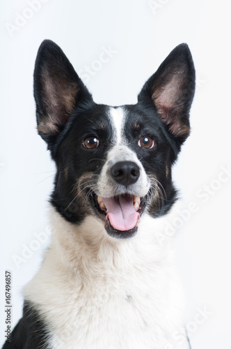 Mixed breed black and white dog at studio