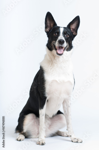 Mixed breed black and white dog at studio © GrasePhoto
