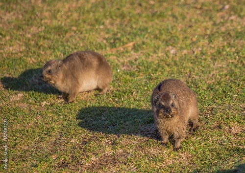 Sun bathing rock hyrax aka Procavia capensis at the Otter Trais at the Indian Ocean