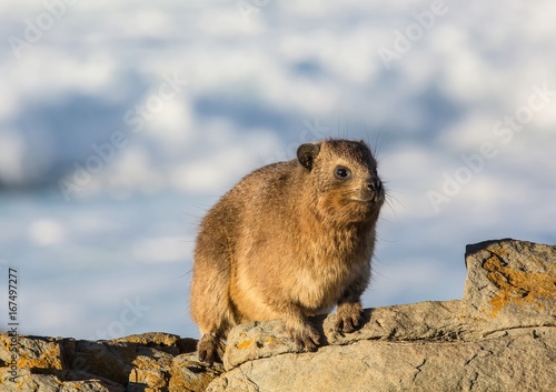 Sun bathing rock hyrax aka Procavia capensis at the Otter Trais at the Indian Ocean