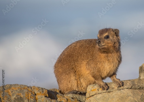 Sun bathing rock hyrax aka Procavia capensis at the Otter Trais at the Indian Ocean