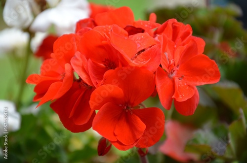 Fototapeta Naklejka Na Ścianę i Meble -  Geranien rot blühend