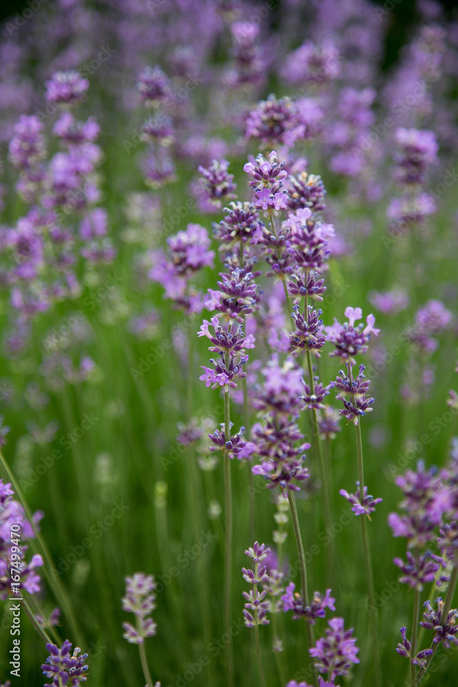 Obraz premium Lavande