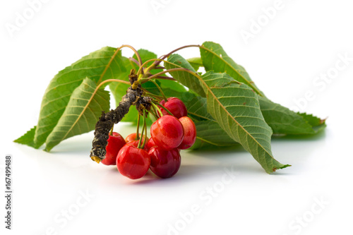 Cerises