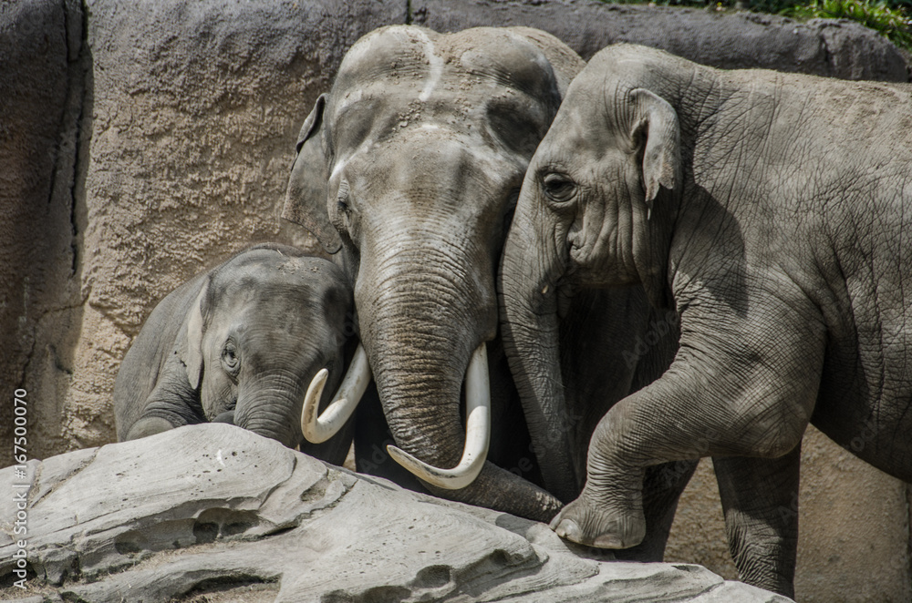 Fototapeta premium Family elephant on a rock
