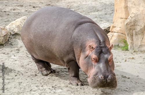 Hippopotamus on land
