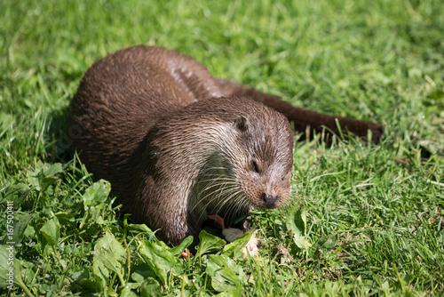 Eurasian Otter (Lutra lutra)