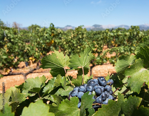 Ripe grapes in Mallorca vineyard