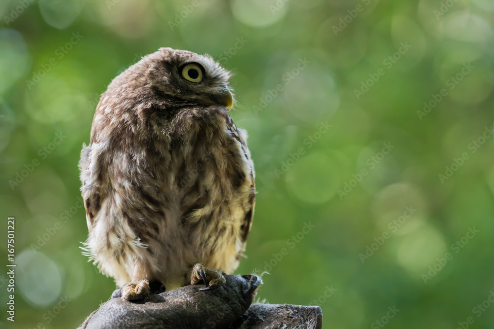Fototapeta premium Little Owl (Athene noctua)