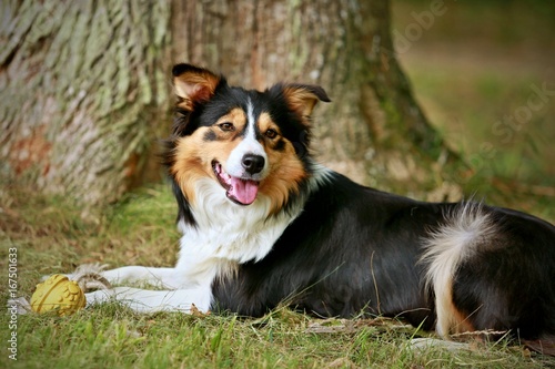 Tricolor border collie on grass smiling