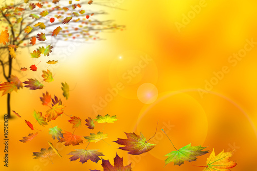 herbst, baum, blätter, sonne, hintergrund - fallende ahornblätter vom herbstbaum abstrakt