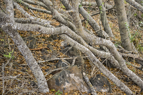 Forest Trunks at Ground