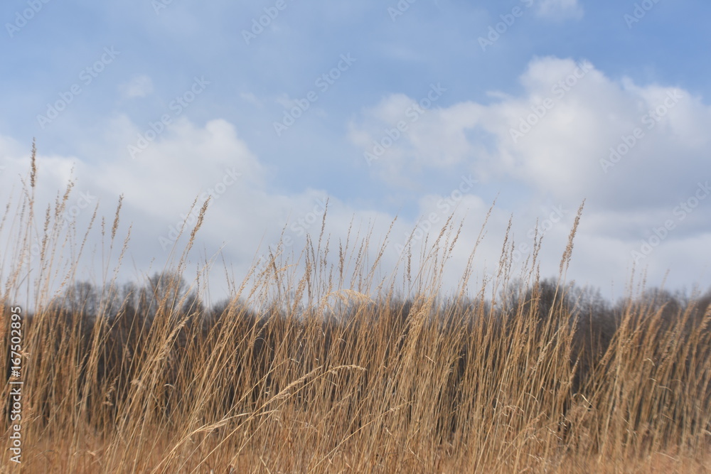 Obraz premium Autumn grass