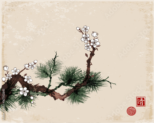 Sakura cherry tree in blossom and green pine tree branch on vintage background. Traditional oriental ink painting sumi-e, u-sin, go-hua. Hieroglyph - clarity, great bleesing