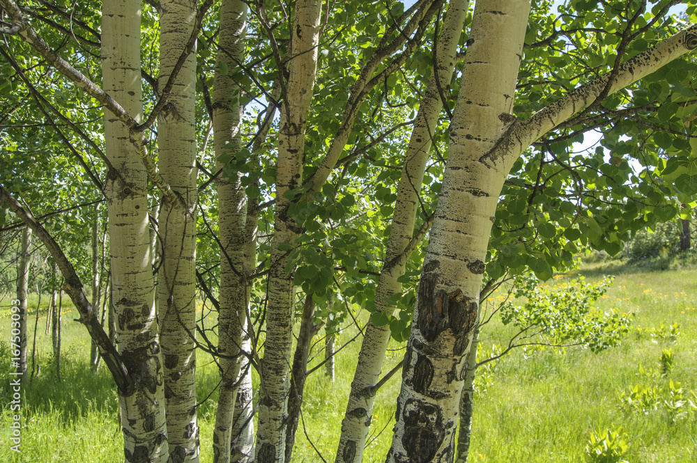 Fototapeta premium Aspen trees in alpine meadow, Cloorado
