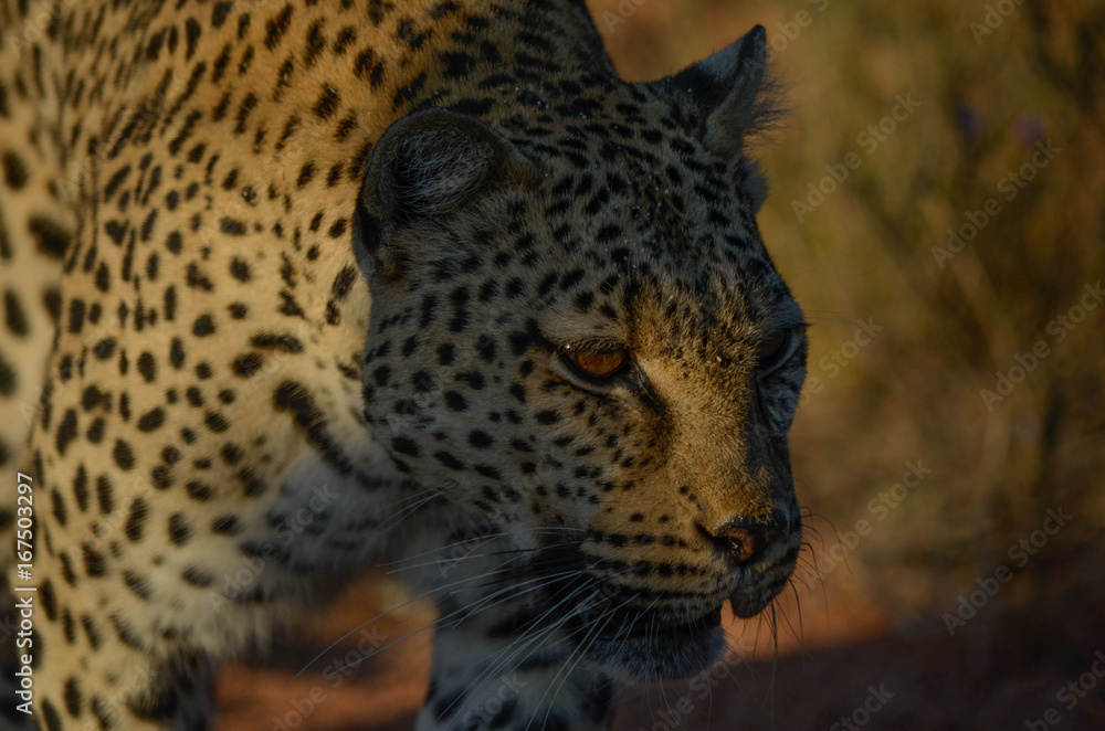 Leopardin Leopardin