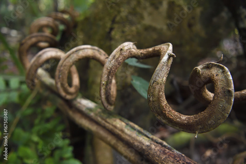 Spiral vine/liana, Lowland rainforest, near Kap Araide, Kumawa Peninsula, mainland New Guinea, Western Papua, Indonesian controlled New Guinea, on the Science et Images 